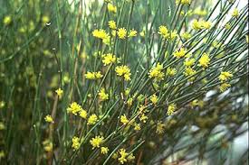 Ephedra sinica (Ma-Huang)