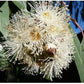 Eucalyptus Citriodora.