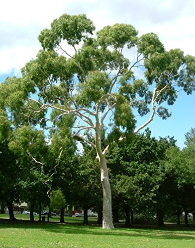 Eucalyptus Citriodora.