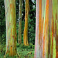 Eucalyptus deglupta - rainbow eucalyptus