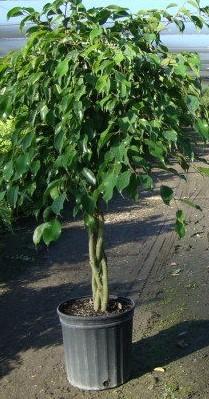 Ficus benjamina