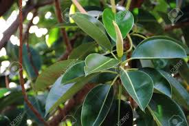 Ficus elastica-rubber tree
