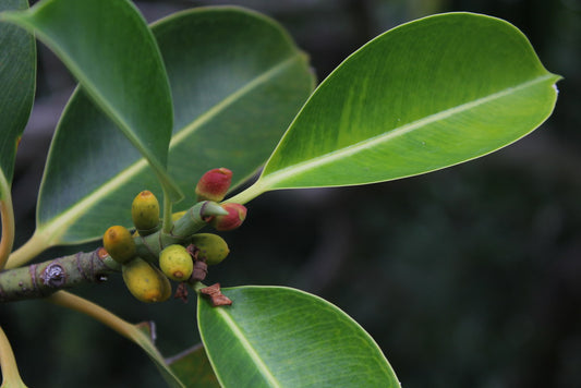 Ficus elastica-rubber tree