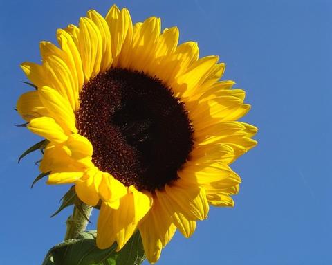 Helianthus Tall Single