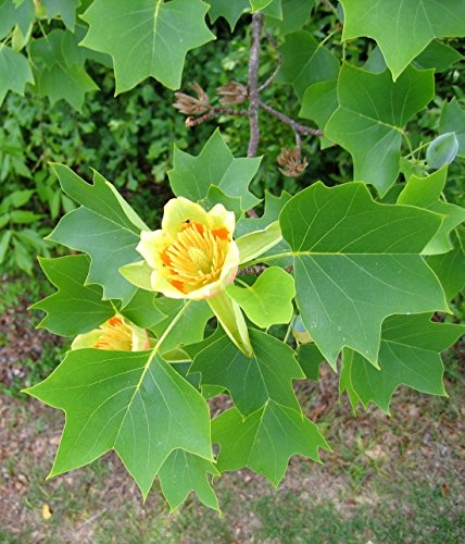 Liriodendron tulipifera