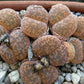 Lithops bromfeildii var graudinae