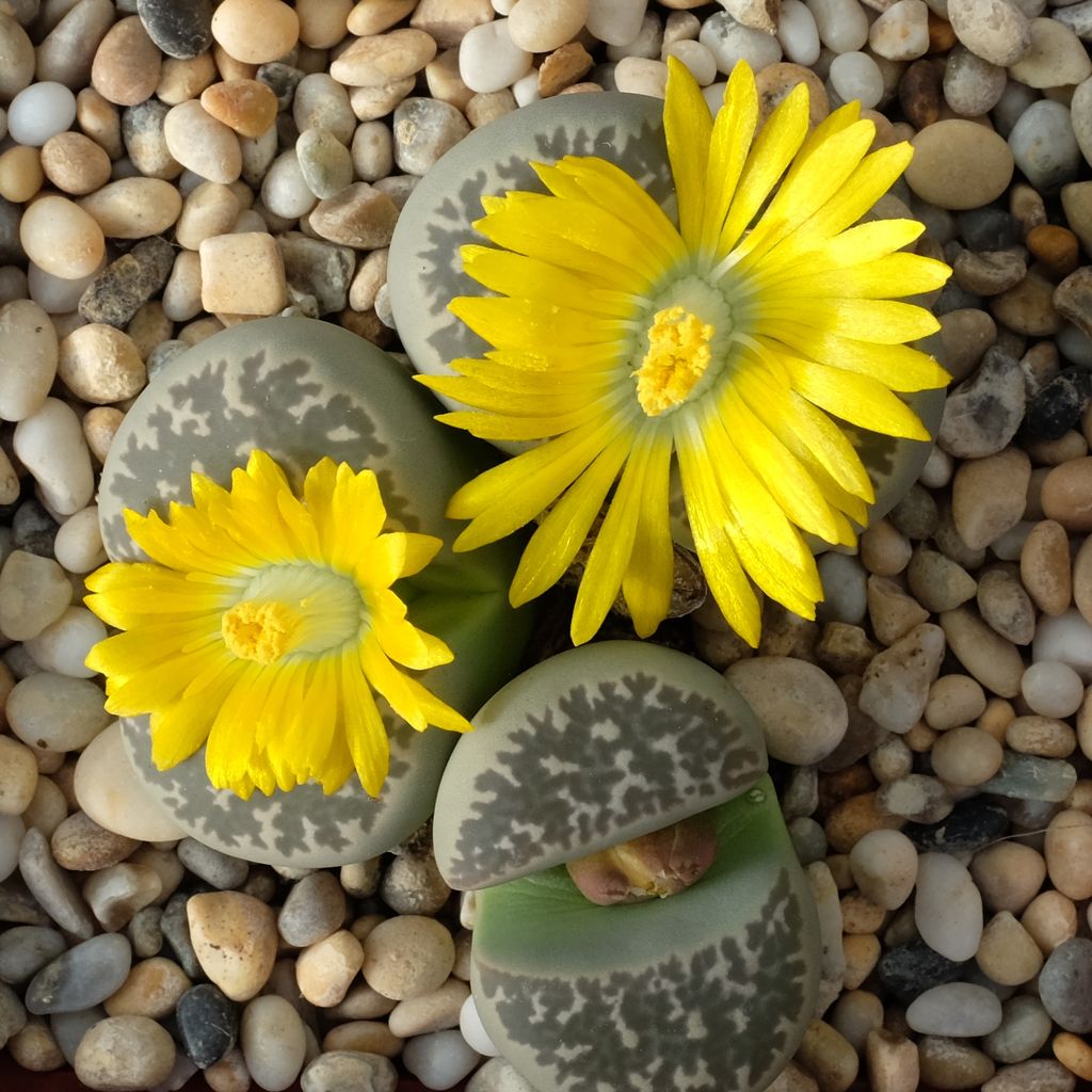 Lithops naureeniae