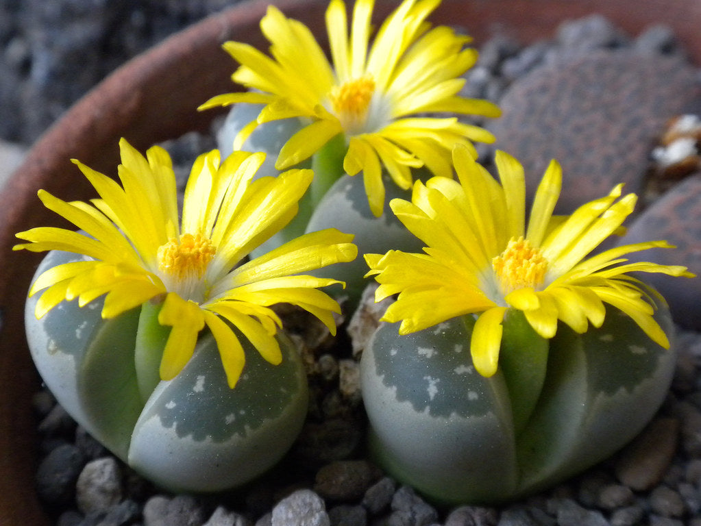 Lithops olivacea