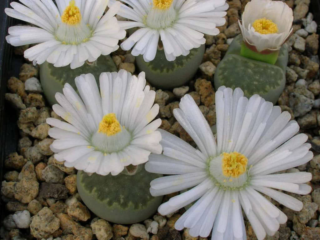 Lithops salicola