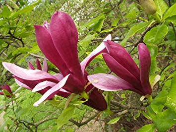 Magnolia liliiflora