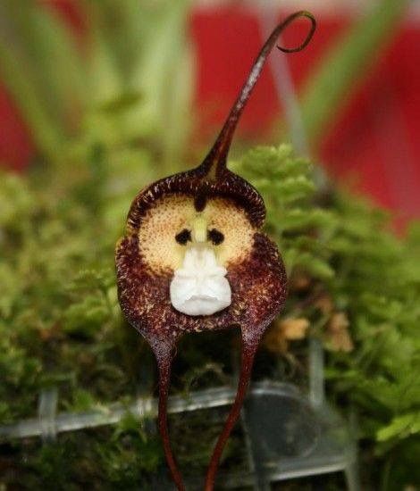 Orchid Monkey Face Purple