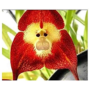 Orchid Monkey Face Red