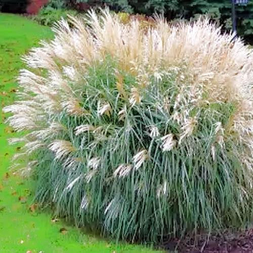 Miscanthus sinensis Early Hybrids