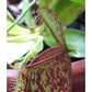 Nepenthes ampullaria red spotting red lips