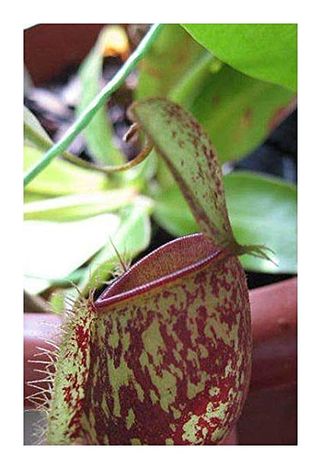 Nepenthes ampullaria red spotting red lips