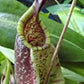 Nepenthes dark red with green lips