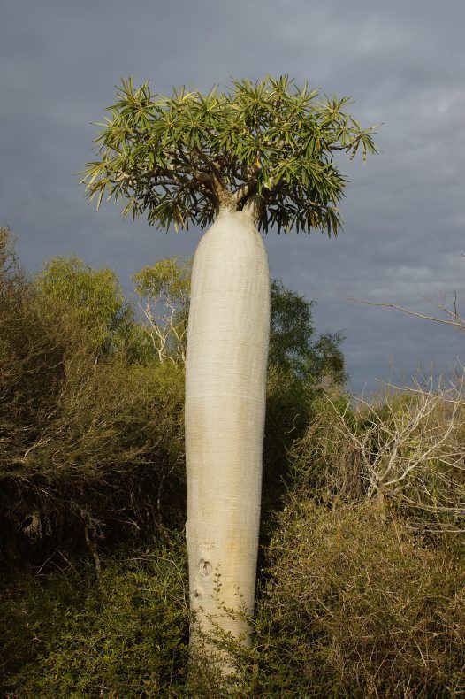 Pachypodium Geayi