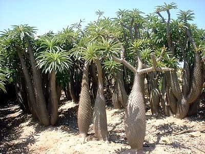 Pachypodium Geayi