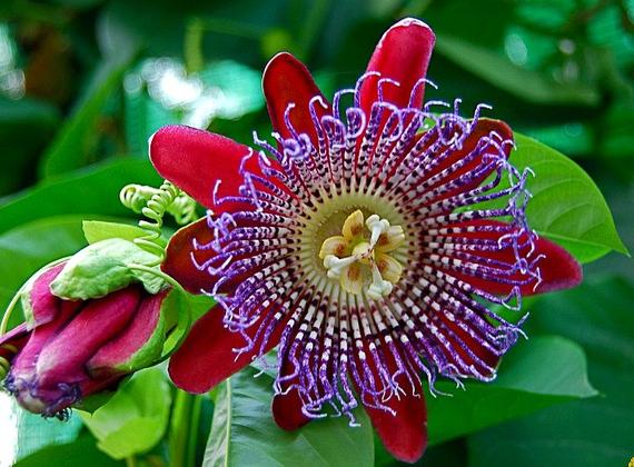 Passiflora quadrangularis-passion fruit