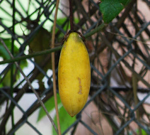 Passiflora Mollissima