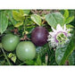 Passiflora Edulis- passion friut