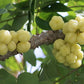 Phyllanthus acidus Otaheite Gooseberry