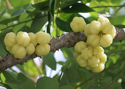 Phyllanthus acidus Otaheite Gooseberry