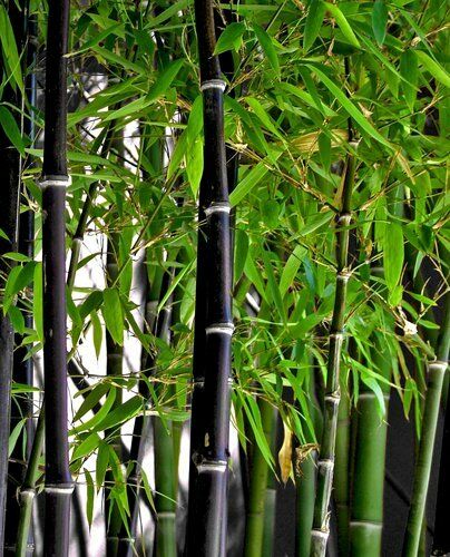 Phyllostachys nigra – The Exotic Seed Emporium