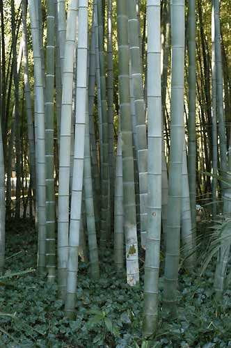 Phyllostachys pubescens