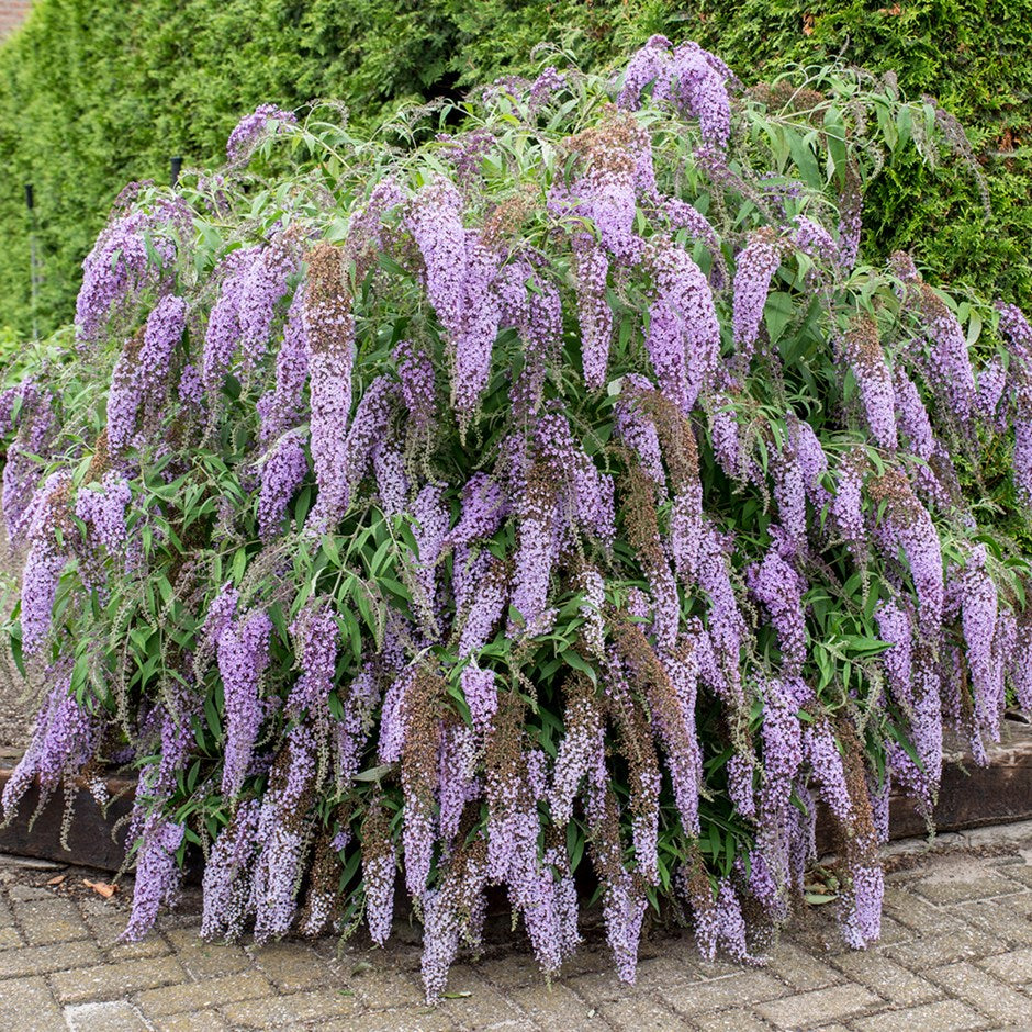 Buddleja davidii