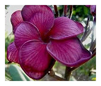 Plumeria Blurapa