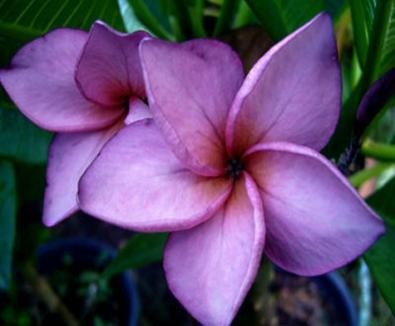 Plumeria rubra Mai Thai