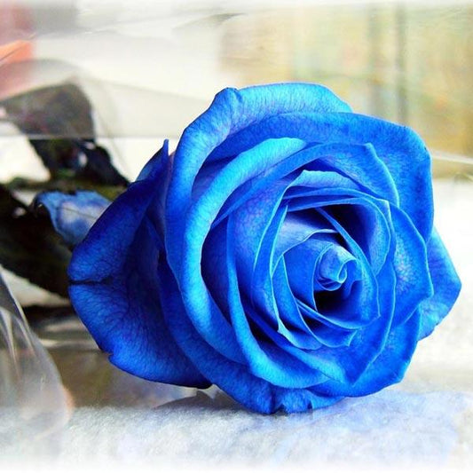 Rose Blue