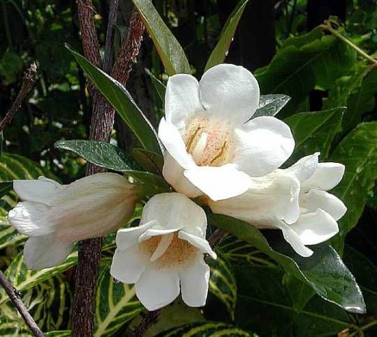 Rothmannia globosa gardenia tree