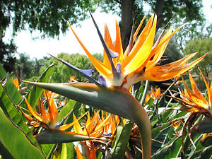 Strelitzia reginae Mandela's Gold - Bird of Paradise Flower