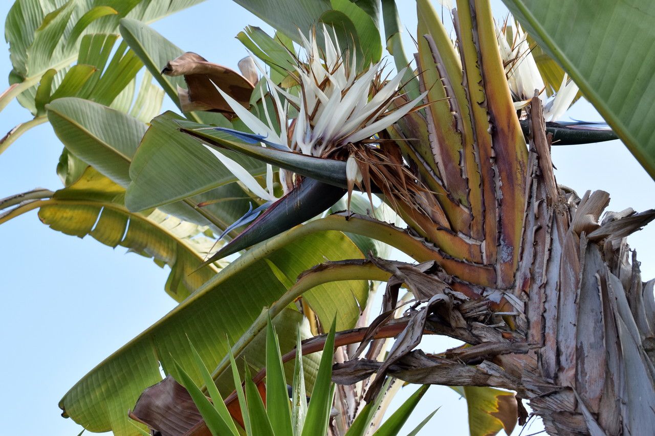 Strelitzia nicolai - Giant White Bird of Paradise