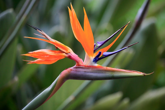 Strelitzia reginae | Bird of Paradise