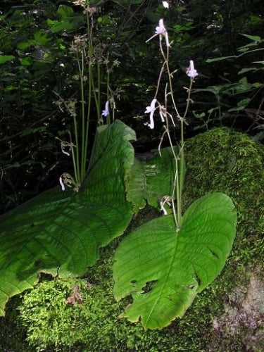 Streptocarpus Grandis