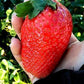 Strawberry Giant