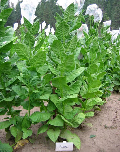 Virginia Brightleaf Tobacco Seeds - Huge selection! Many different