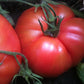 Tomato, Pruden's Purple