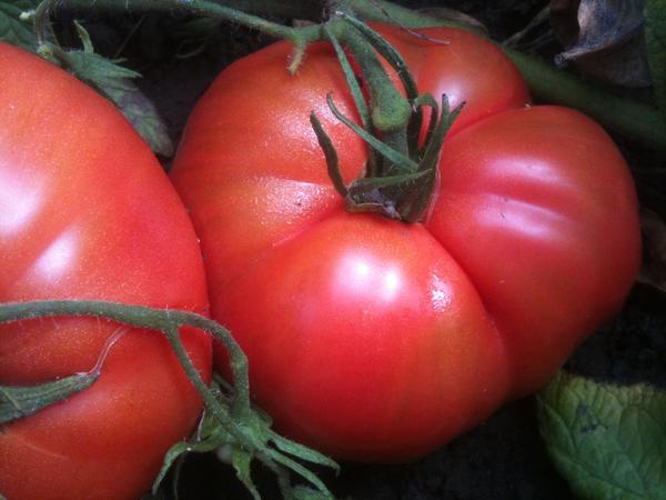 Tomato, Pruden's Purple
