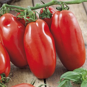 Tomato Pomodoro f1