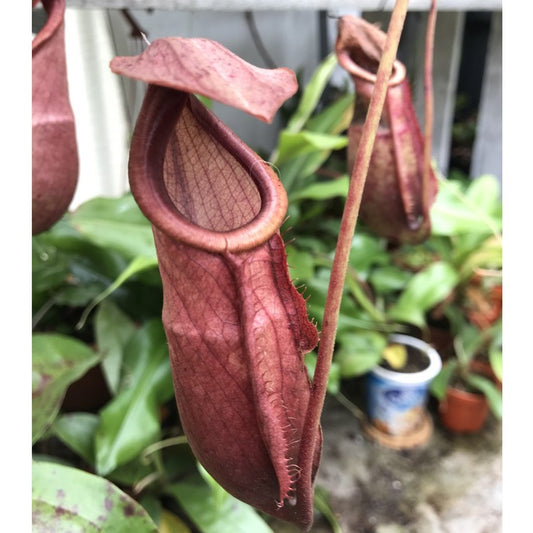 Nepenthes Mira Amp x Viking x Raff