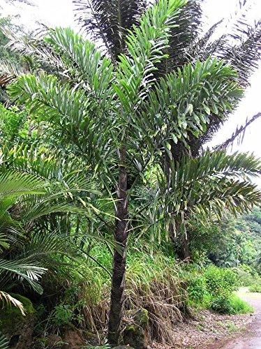 Wallichia disticha- Palm